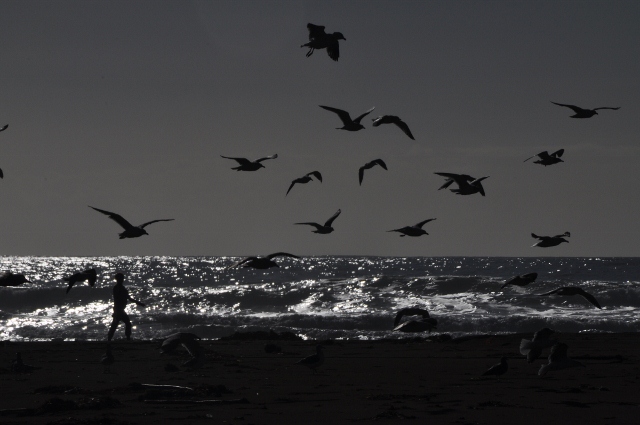 Morro Bay seagulls 